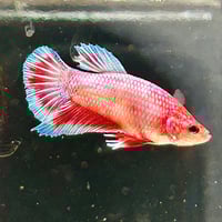 Image of Crimson Blue Startail Koi Male HMPK