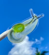 Image 2 of Puerto Rican Semi-slug Clear Sticker | Caracol Lapa 