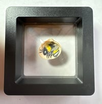 Image 1 of The Tiny Bumblebee