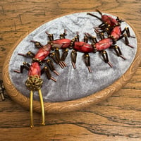 Image 1 of Centipede (d,  4x5 inches) 