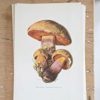 Image 7 of Planches De Champignons 