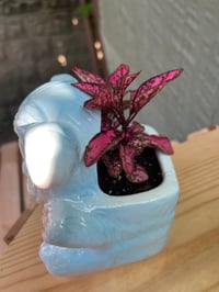 Image 3 of Polka Dot Plant in Blue Teddy