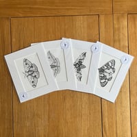 Image 1 of Various 10x8 B/W Moth Giclee Prints