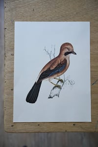 Image 2 of Planches De Bestiaire Du Muséum D'histoire Naturelle - les oiseaux