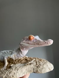 Image 1 of Dwarf caiman model 