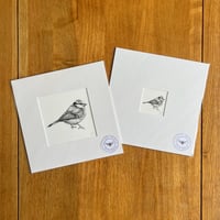 Blue Tit Giclee Print