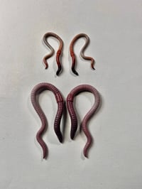 Image 1 of Hangers 🪱