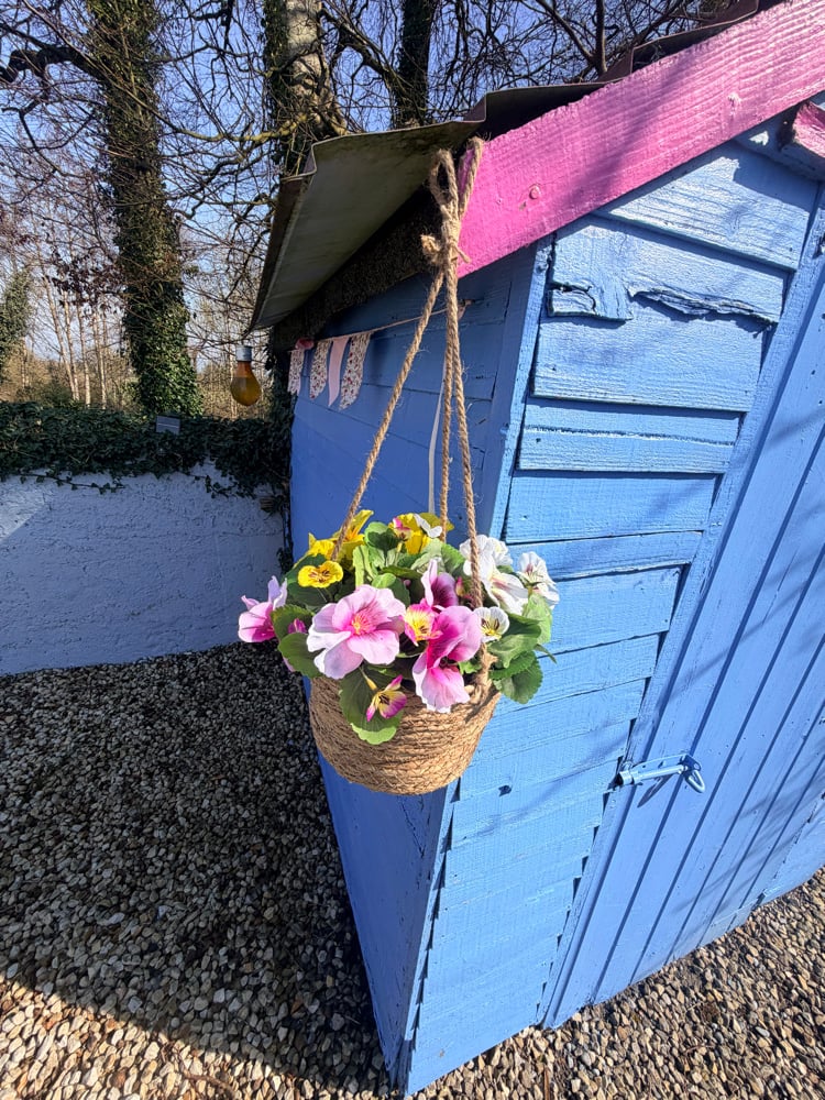 Image of 25cm Hanging Pansy Basket 