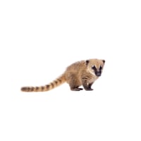 Mountain Coatimundi