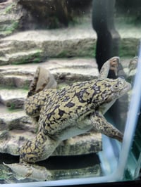 Image 4 of Pair of African Clawed Frogs