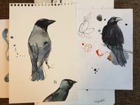 Image 3 of  Krauklis