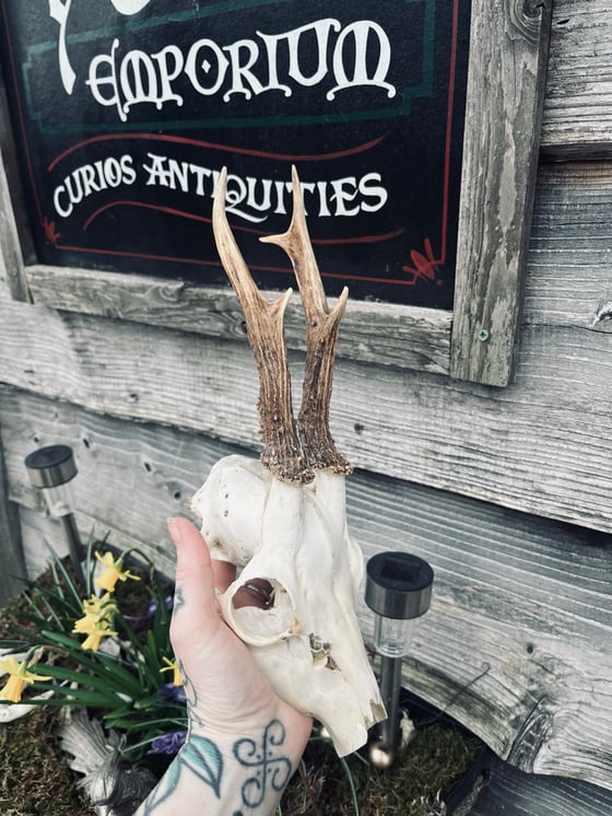 Image of Roebuck Antlers 