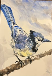 BLUE JAY