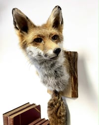 Image 1 of Make your own Taxidermy Fox Mask Tues 10th Feb 5.30pm - 10pm 