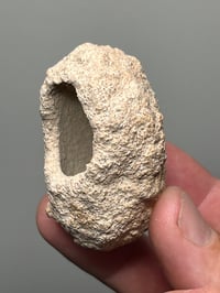Image 7 of Weevil Cocoon Fossil ‘Clogs’  | South Australia #2858