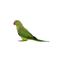 Indian Ring-Necked Parakeet
