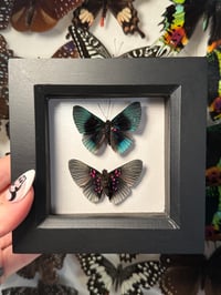 Image 1 of Apollo Metalmark