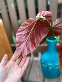 Image 2 of Polka Dot/ Angel Wing Begonia in Tall Teal Vase