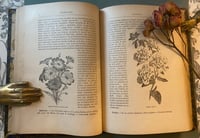 Image 1 of Le jardin d’agrément, L-J.Troncet, édition Larousse, 1908