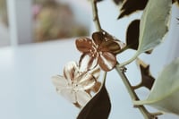 Image 4 of Pulseira Flor 