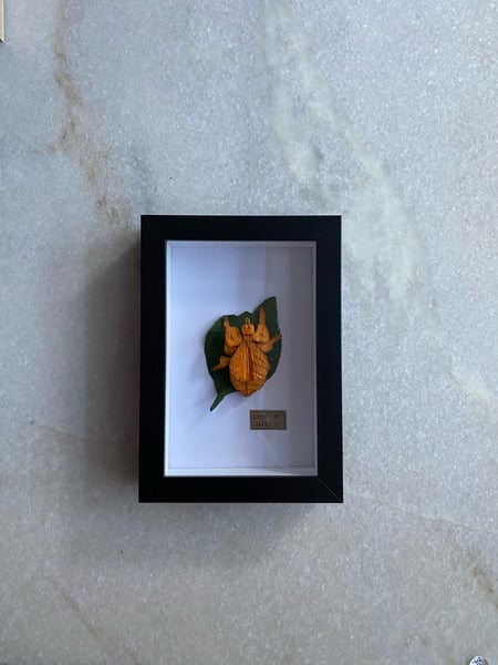 Image of Orange leaf insect framed specimen. Faux taxidermy 