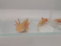 Image 2 of Golden Albino Juvenile Axolotl