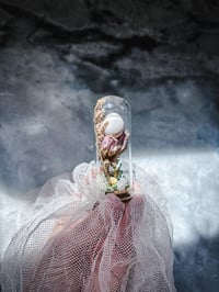 Image 5 of Fertilized parakeet egg never hatched 