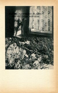 Image 3 of WINTER FLOWERING PLANTS FOR OUTDOOR BORDERS (UNIQUE)