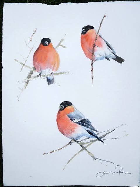 Image of Male bullfinch studies