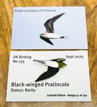 Image 1 of Black-winged Pratincole - No.175 - UK Birding Pins