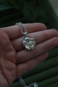 Image 3 of Hibiscus Talisman