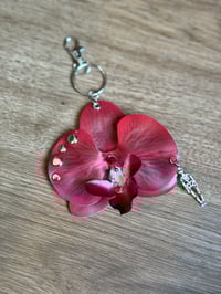 Image 2 of Clitoria Pink 