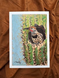 Northern Flicker- Print 