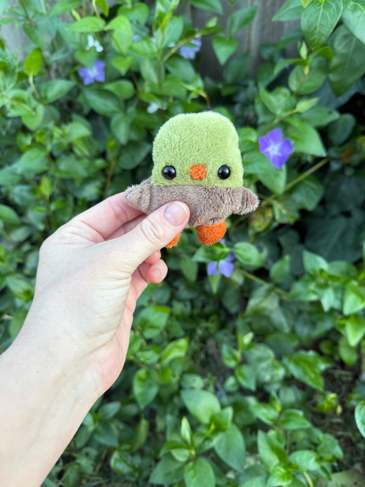 Image of baby duck