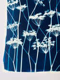 Original Flowering Cyanotype