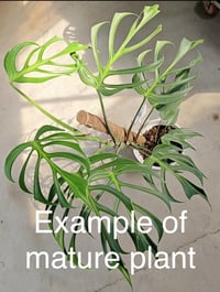 Image 4 of Monstera Burle Marx Flame *RARE*