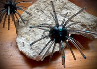 Image 3 of “SWEETGUM” - BLACK / BLUE
