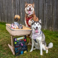 Image 1 of Bark To School - Bandana and/or Bow Tie
