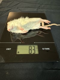 Image 1 of Small Rats