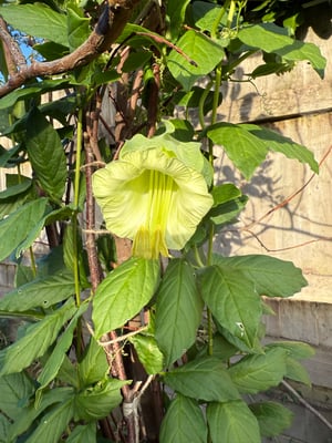 Image of Cobaea Scandens plant - white 