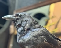 Image 1 of Taxidermy Crow 3