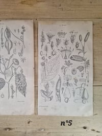 Image 4 of Les planches botaniques de 1837 série 2 (à l'unité)