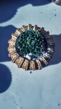 Image 4 of TeraPullover small Sempervivum (με παχύφυτο)