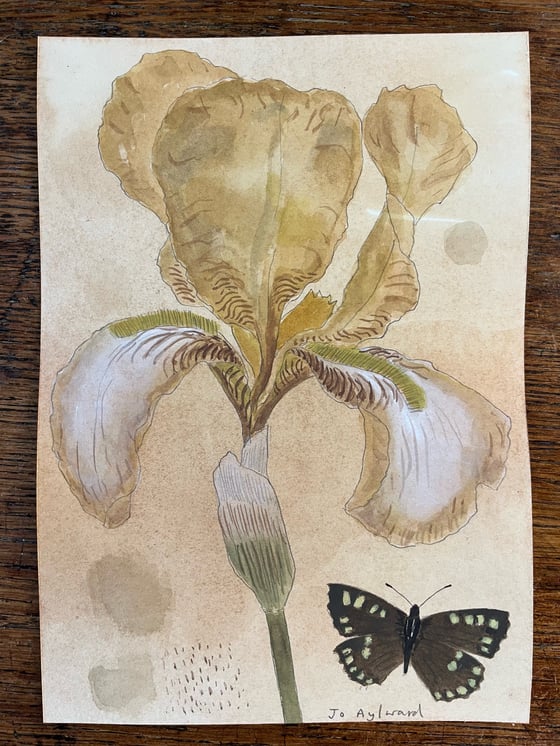 Image of Benton Iris and speckled wood. 