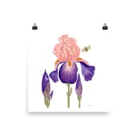 Image 3 of Bearded Irises- Poster Print 