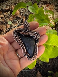 Image 4 of Megalodon Tooth Wrapped in Copper