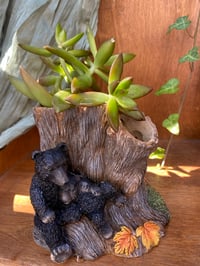 Image 1 of Coppertone Stonecrop in Black Bears Pot (2 openings)