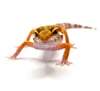 Giant Tangerine (Tremper) B2- 7.1