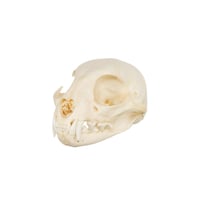 Real North American Bobcat Skull