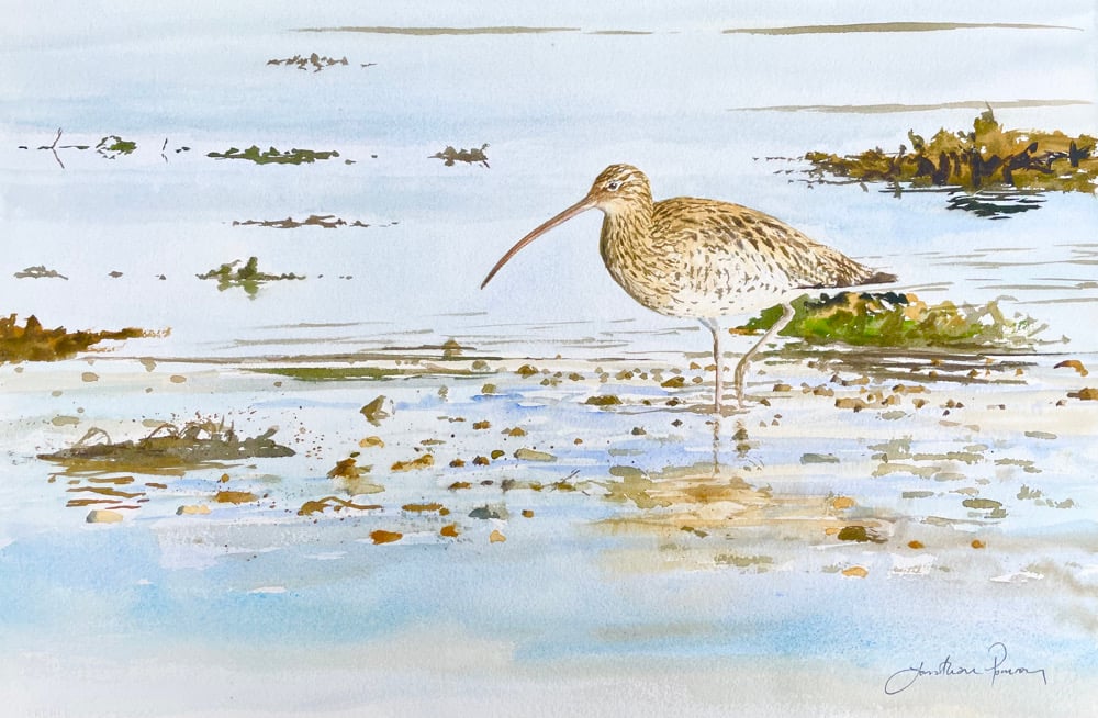 Image of Curlew near Amble